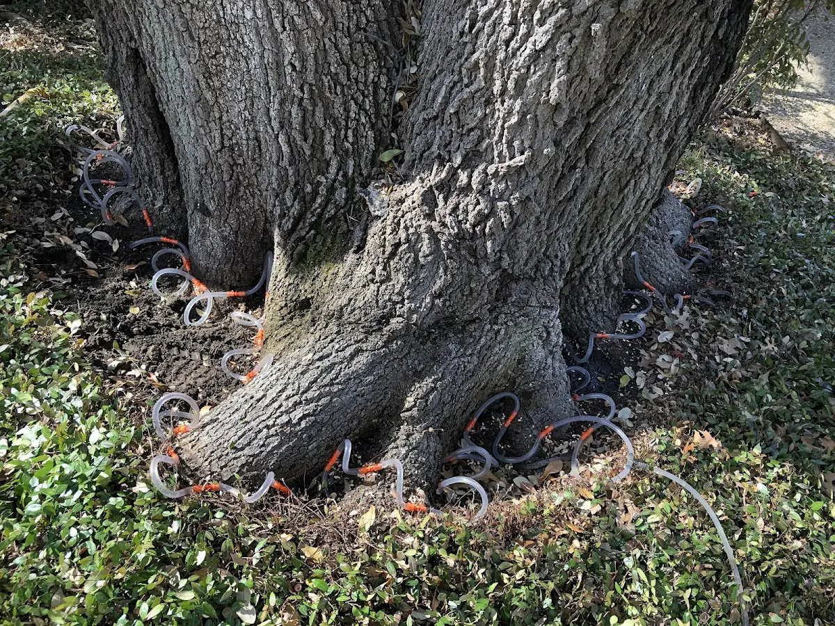Detailed Tree Cabling and Bracing job site in Jessie