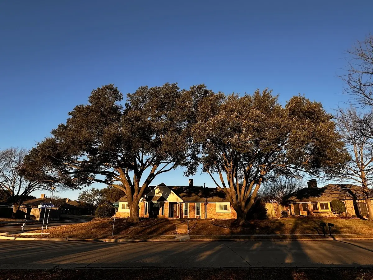 Established residential canopy tree shading a home in Jessie
